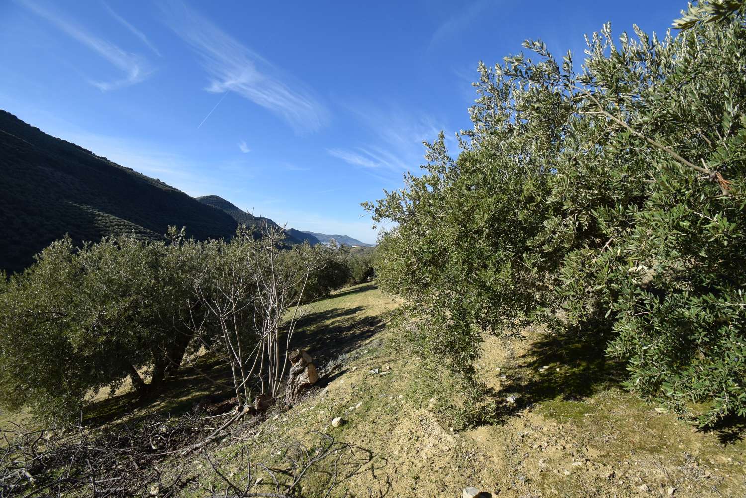 FINCA AVEC CORTIJO À RÉFORMER AVEC DE BELLES VUES