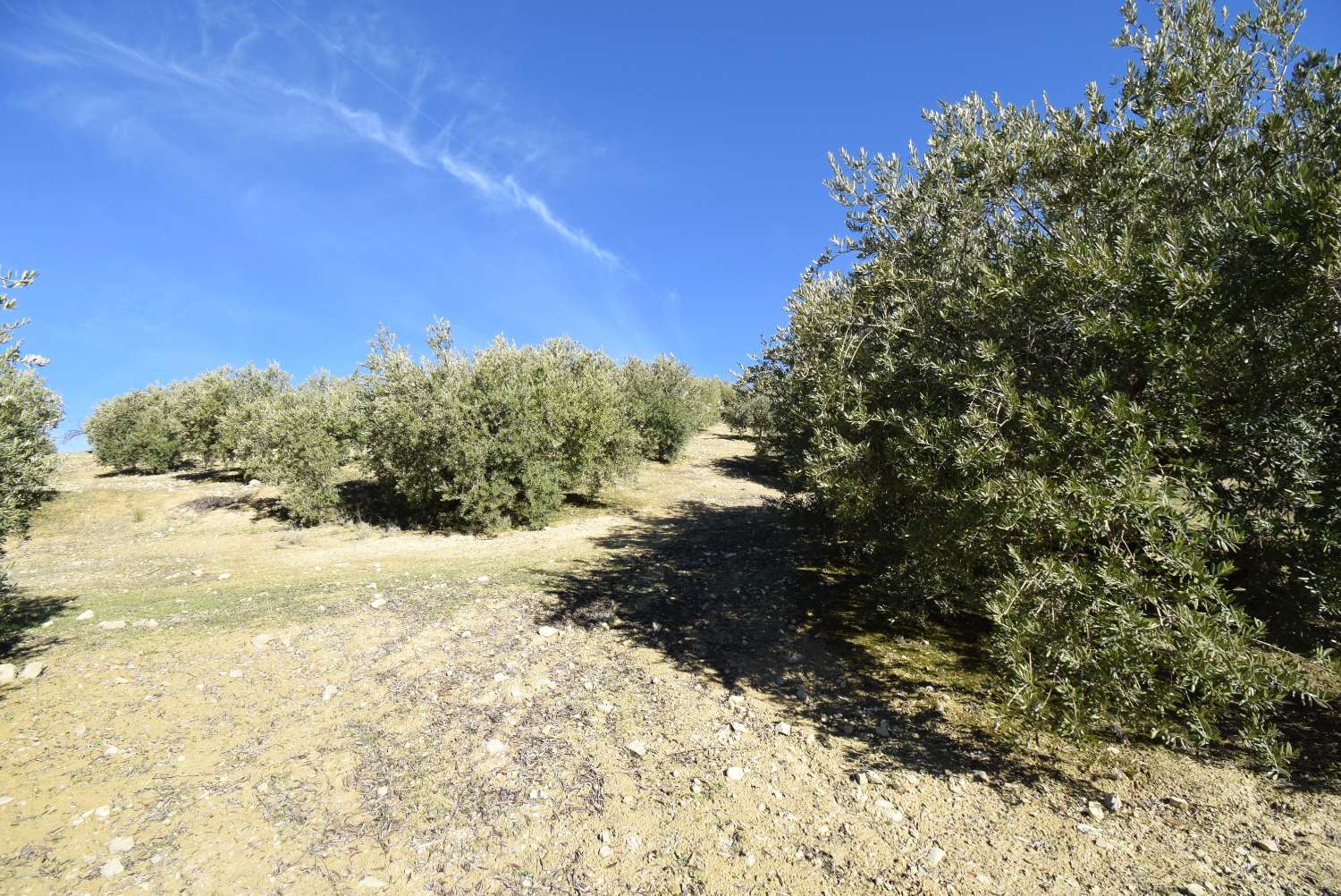 FINCA AVEC CORTIJO À RÉFORMER AVEC DE BELLES VUES