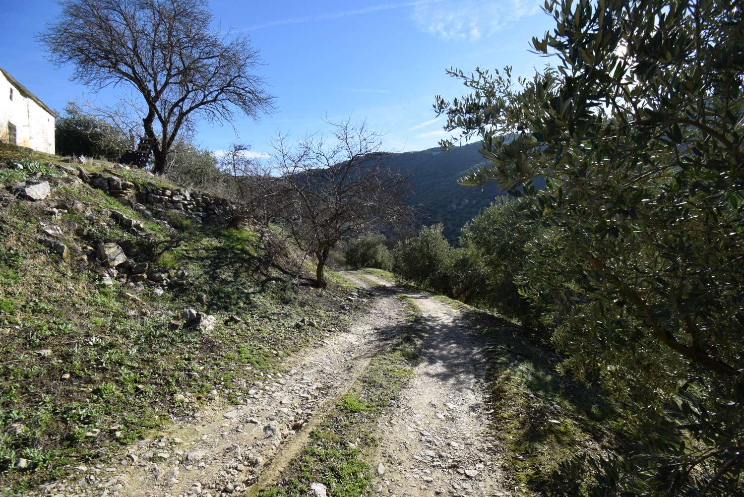 FINCA AVEC CORTIJO À RÉFORMER AVEC DE BELLES VUES