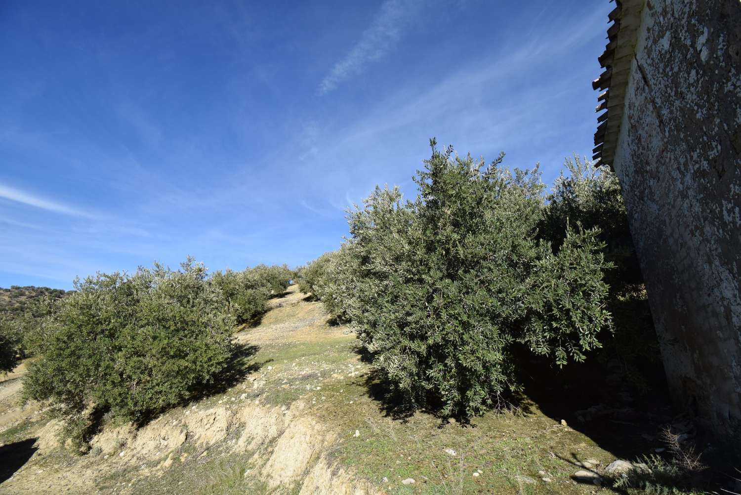 ANDALUSIAN CORTIJO FOR RENOVATION WITH FANTASTIC VIEWS, LAND AND TRANQUILITY