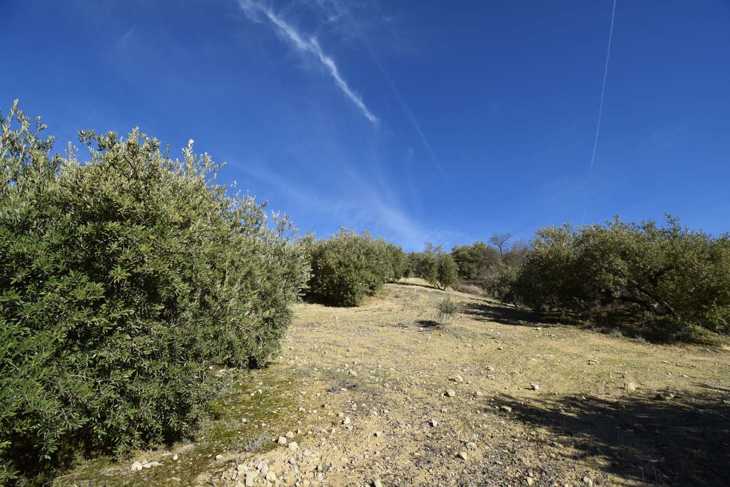 FINCA AVEC CORTIJO À RÉFORMER AVEC DE BELLES VUES