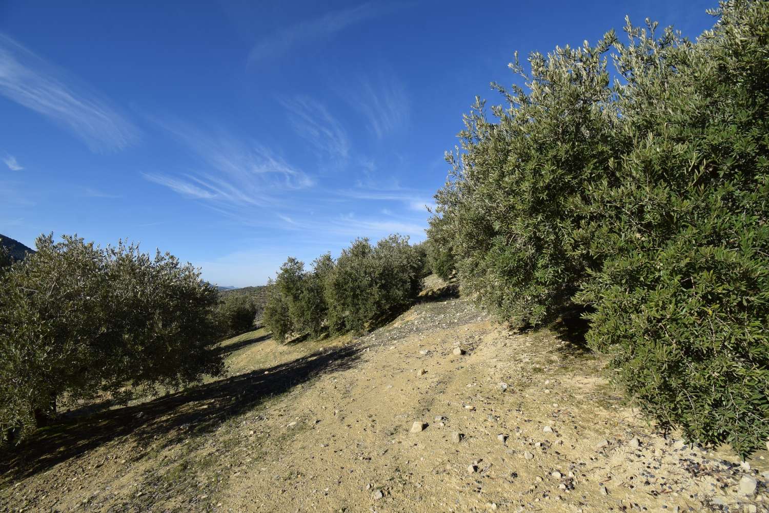 FINCA AVEC CORTIJO À RÉFORMER AVEC DE BELLES VUES