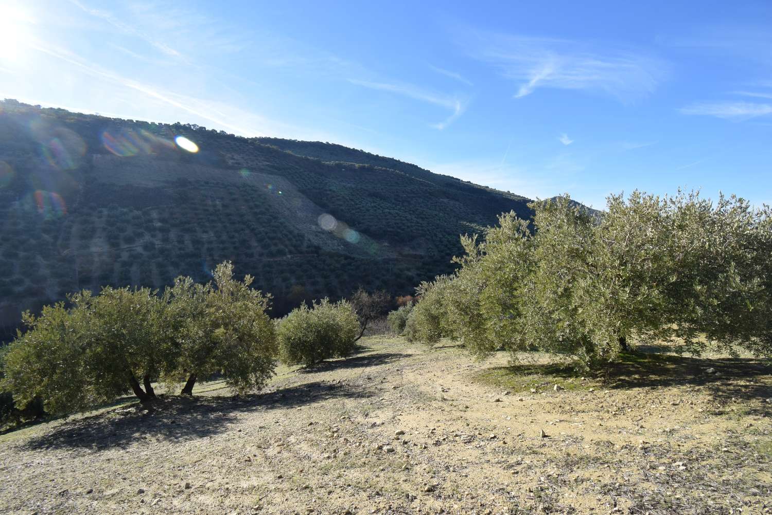 FINCA AVEC CORTIJO À RÉFORMER AVEC DE BELLES VUES