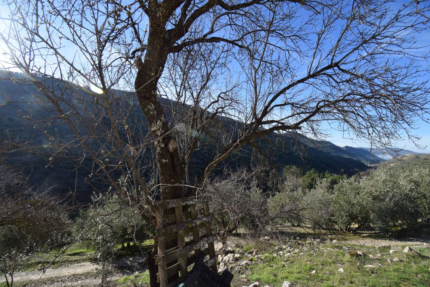 FINCA AVEC CORTIJO À RÉFORMER AVEC DE BELLES VUES