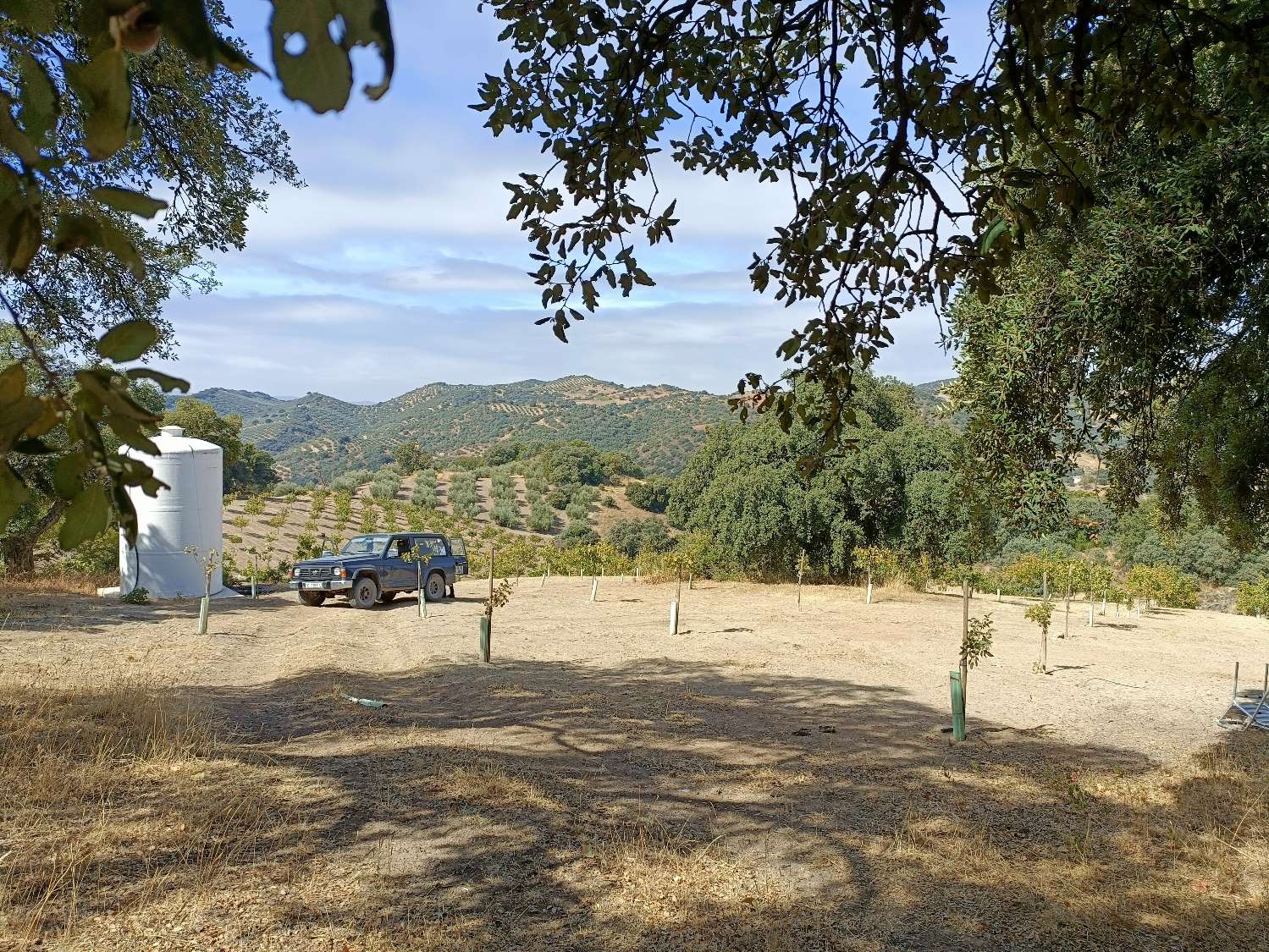 Detached country house with private pool and olive trees