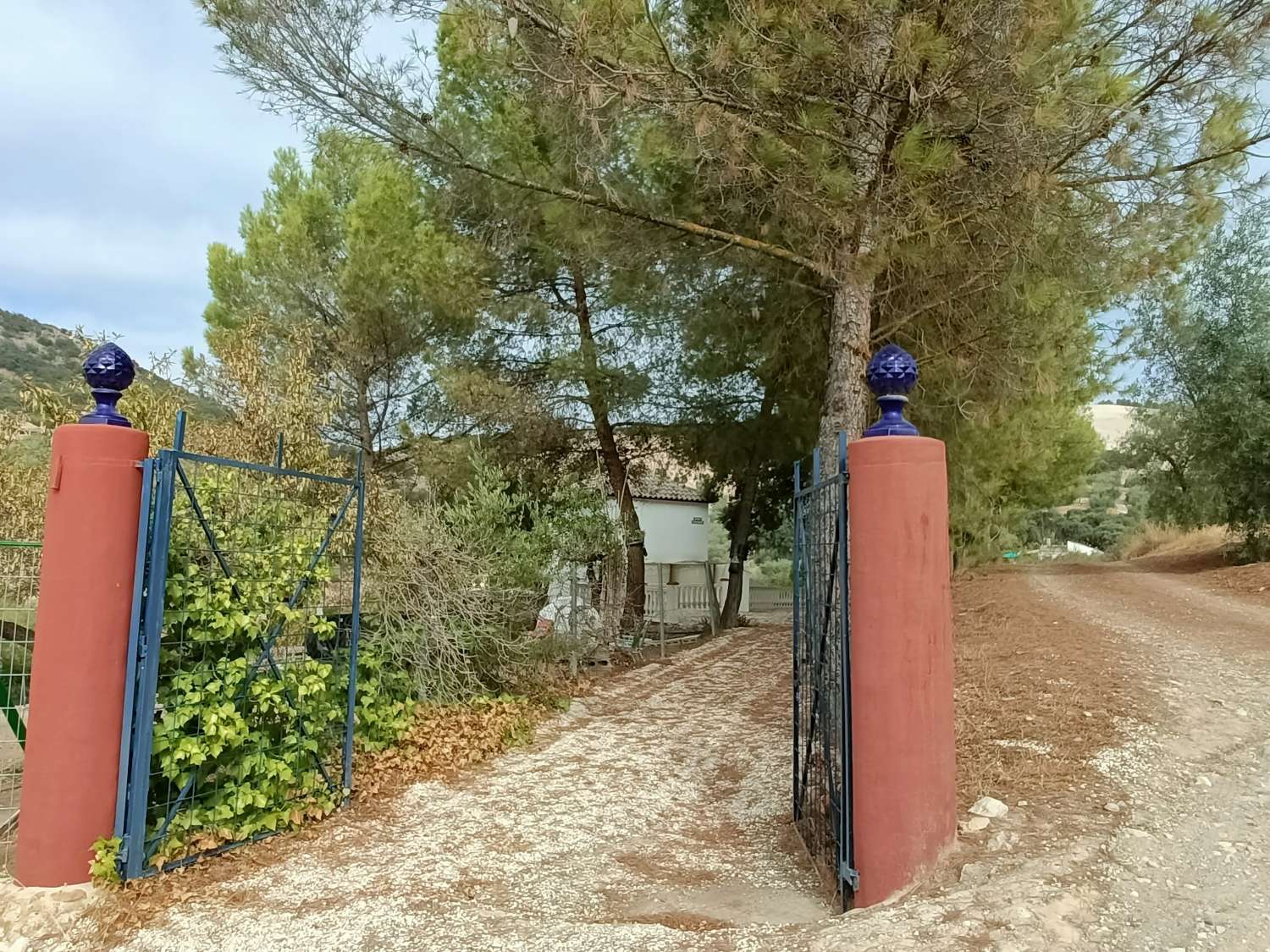 Detached country house with private pool and olive trees