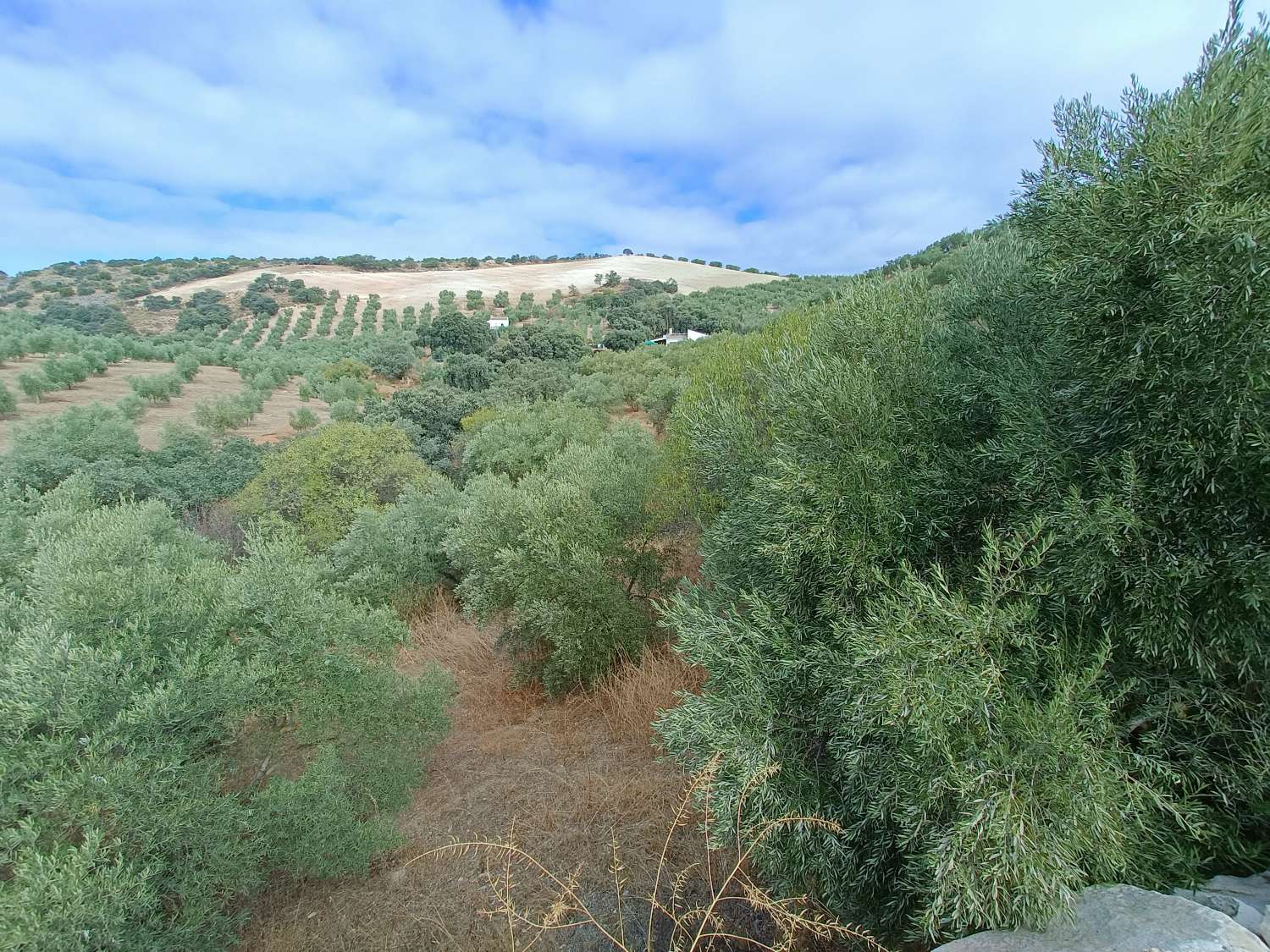 Casa rural independiente con piscina privada y olivos