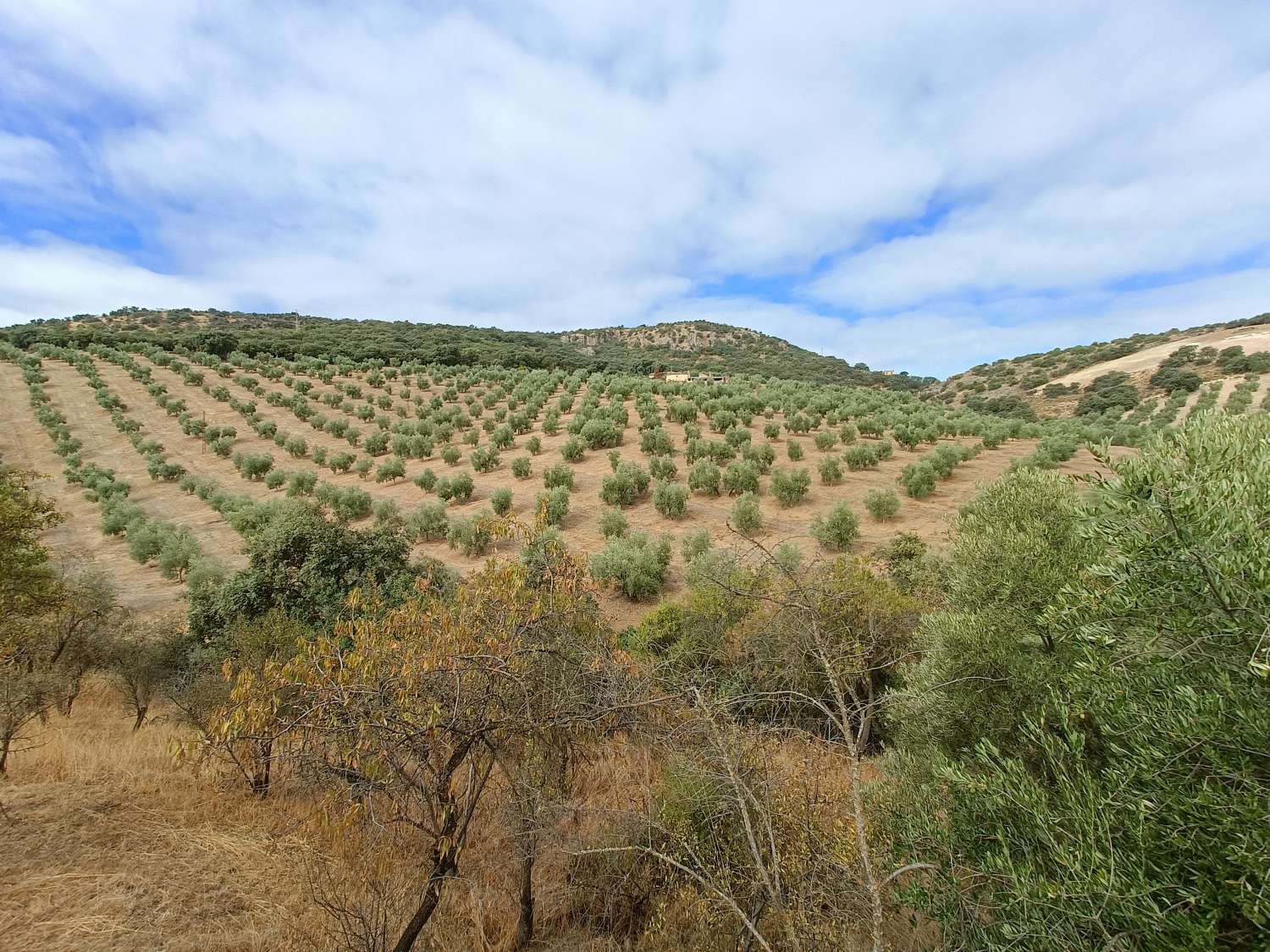 Casa rural independiente con piscina privada y olivos