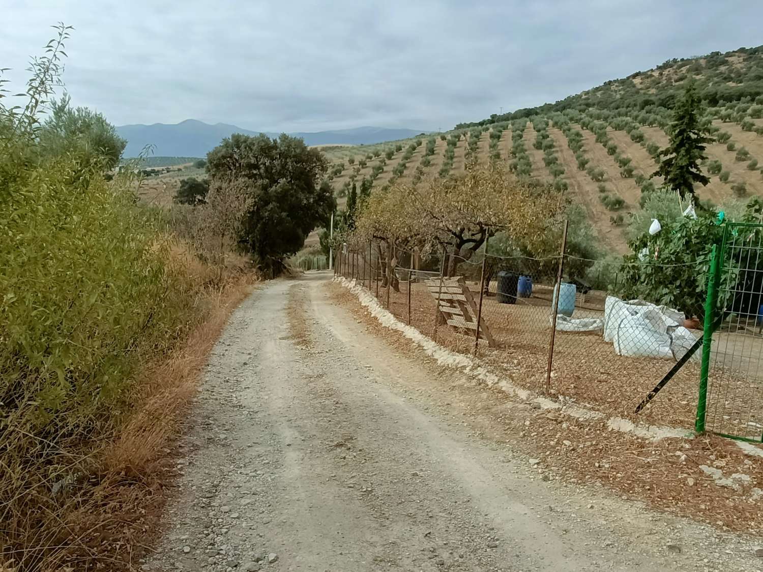 Casa rural independiente con piscina privada y olivos