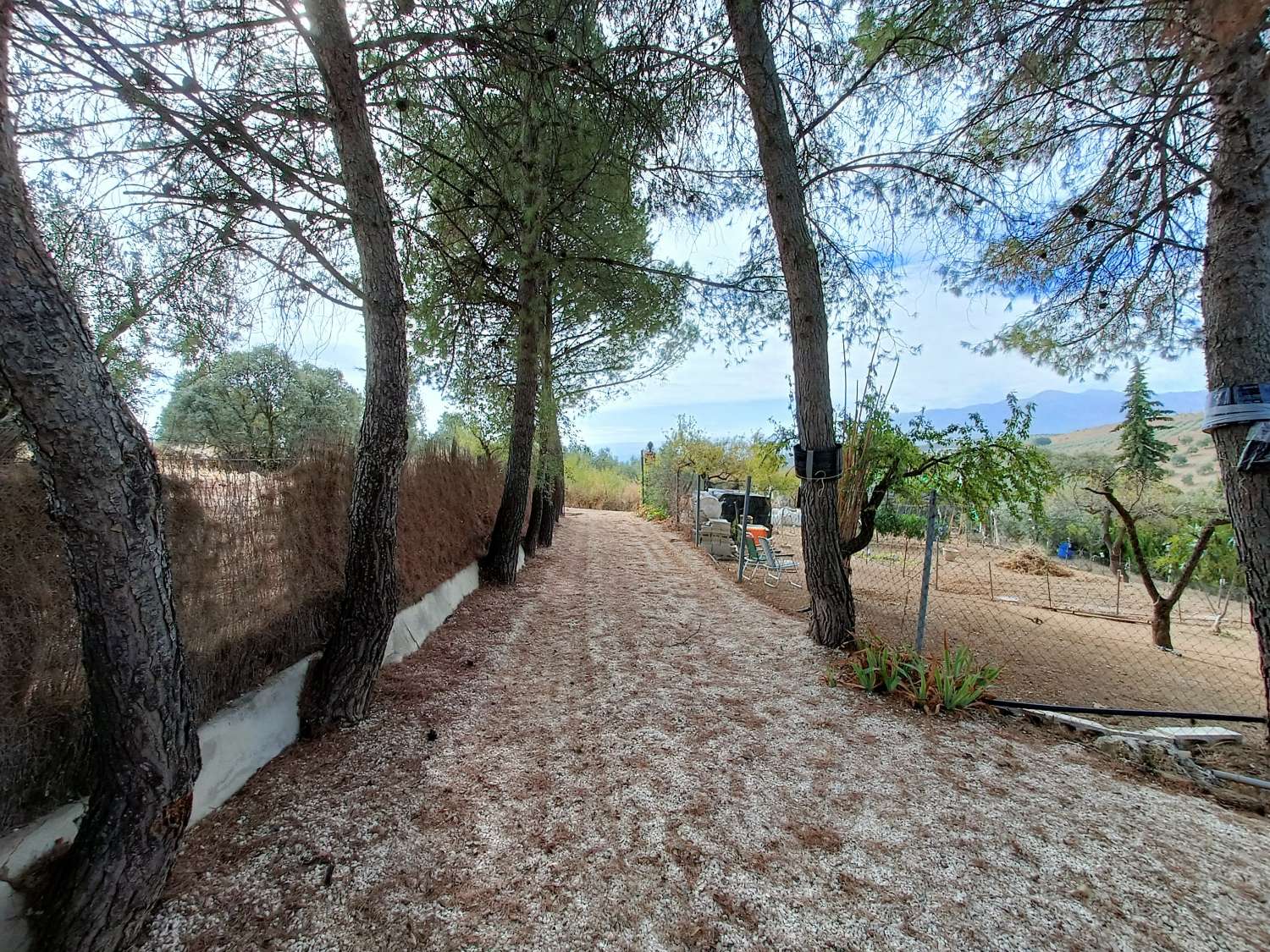 Casa rural independiente con piscina privada y olivos