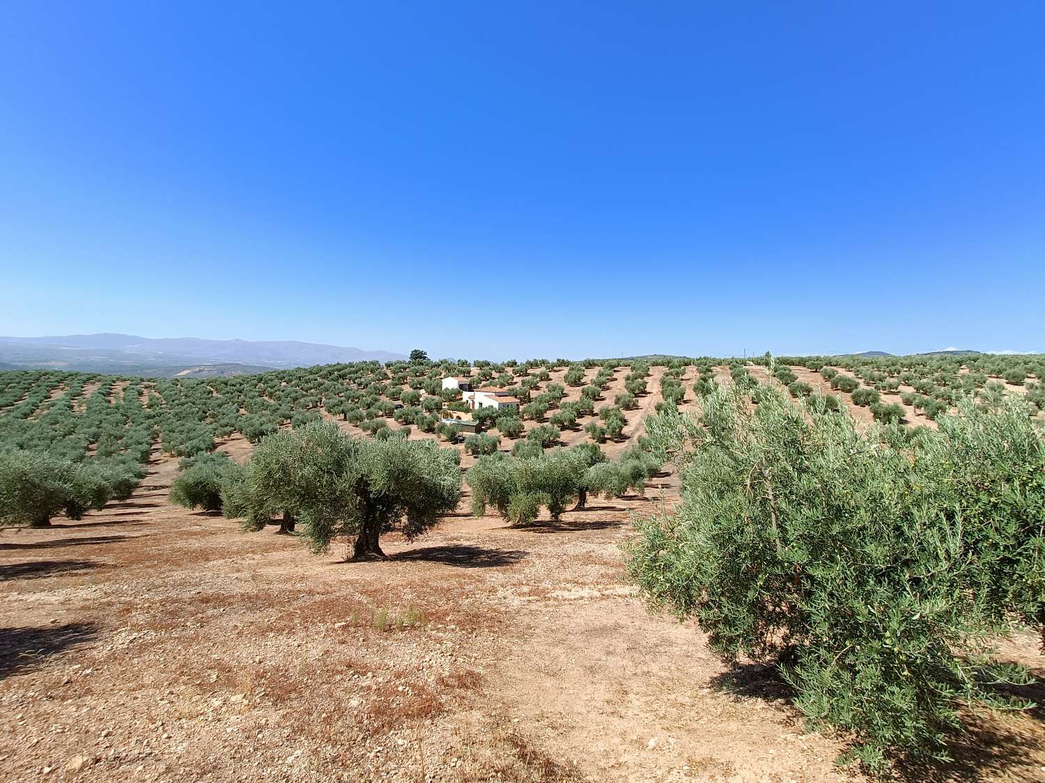 HIGH-QUALITY COUNTRY HOUSE, OLIVE GROVE AND FANTASTIC VIEWS