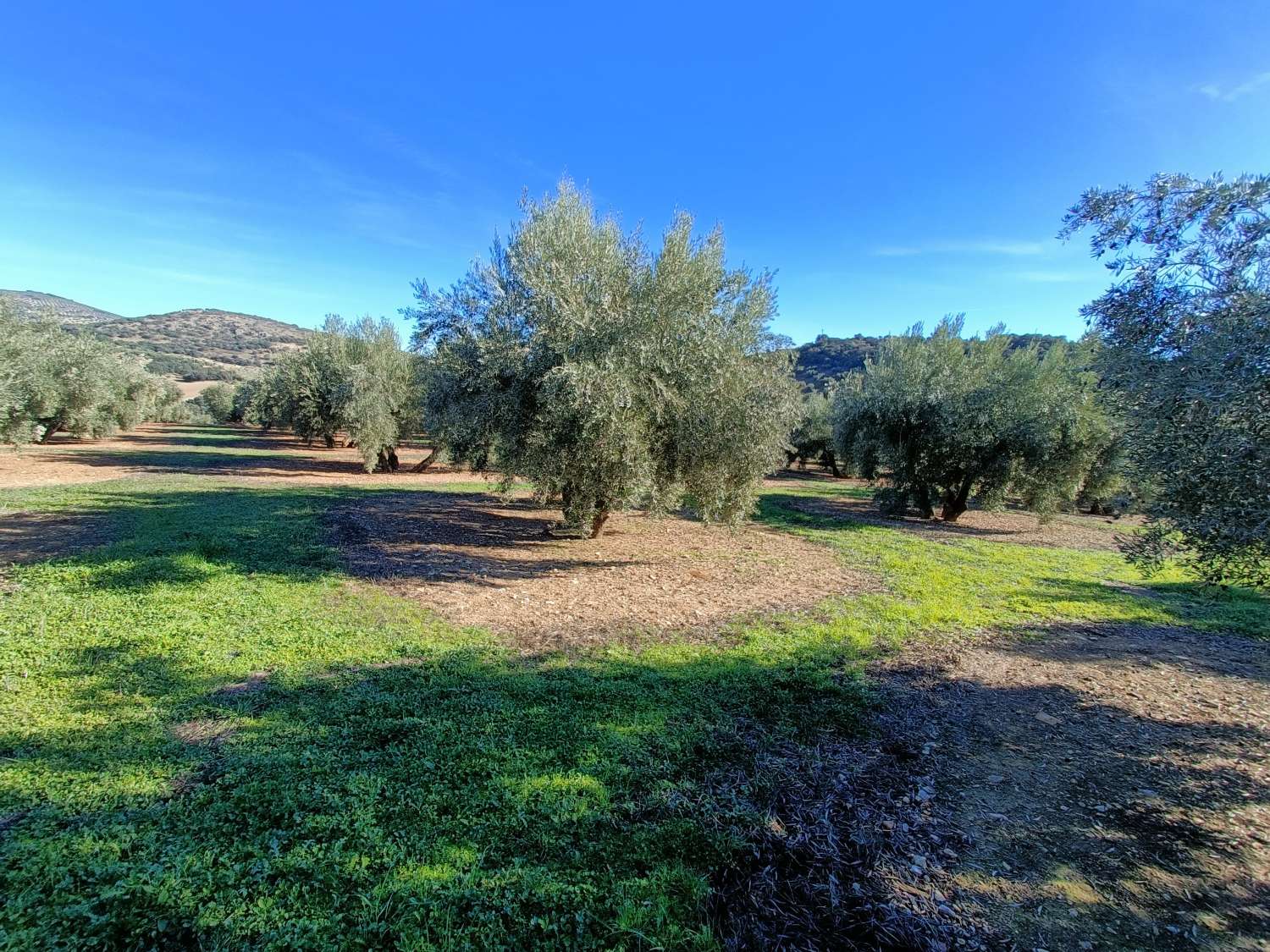 Farmhouse for reform with 4 hectares of mature olive trees