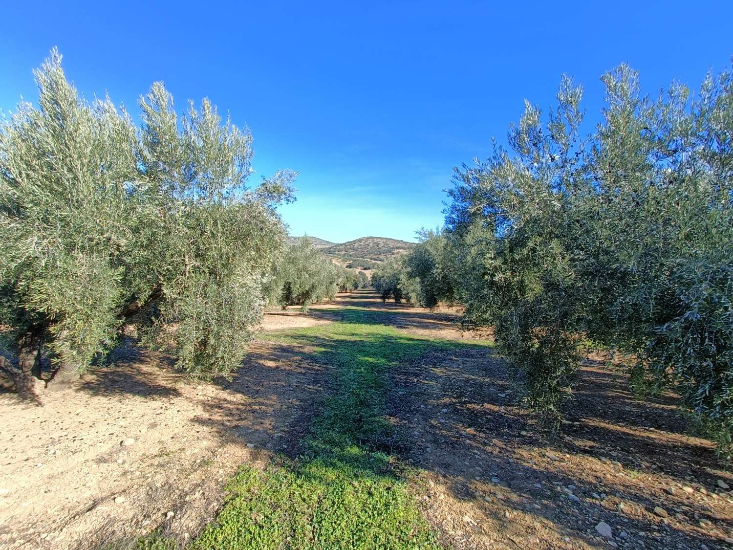 Farmhouse for reform with 4 hectares of mature olive trees