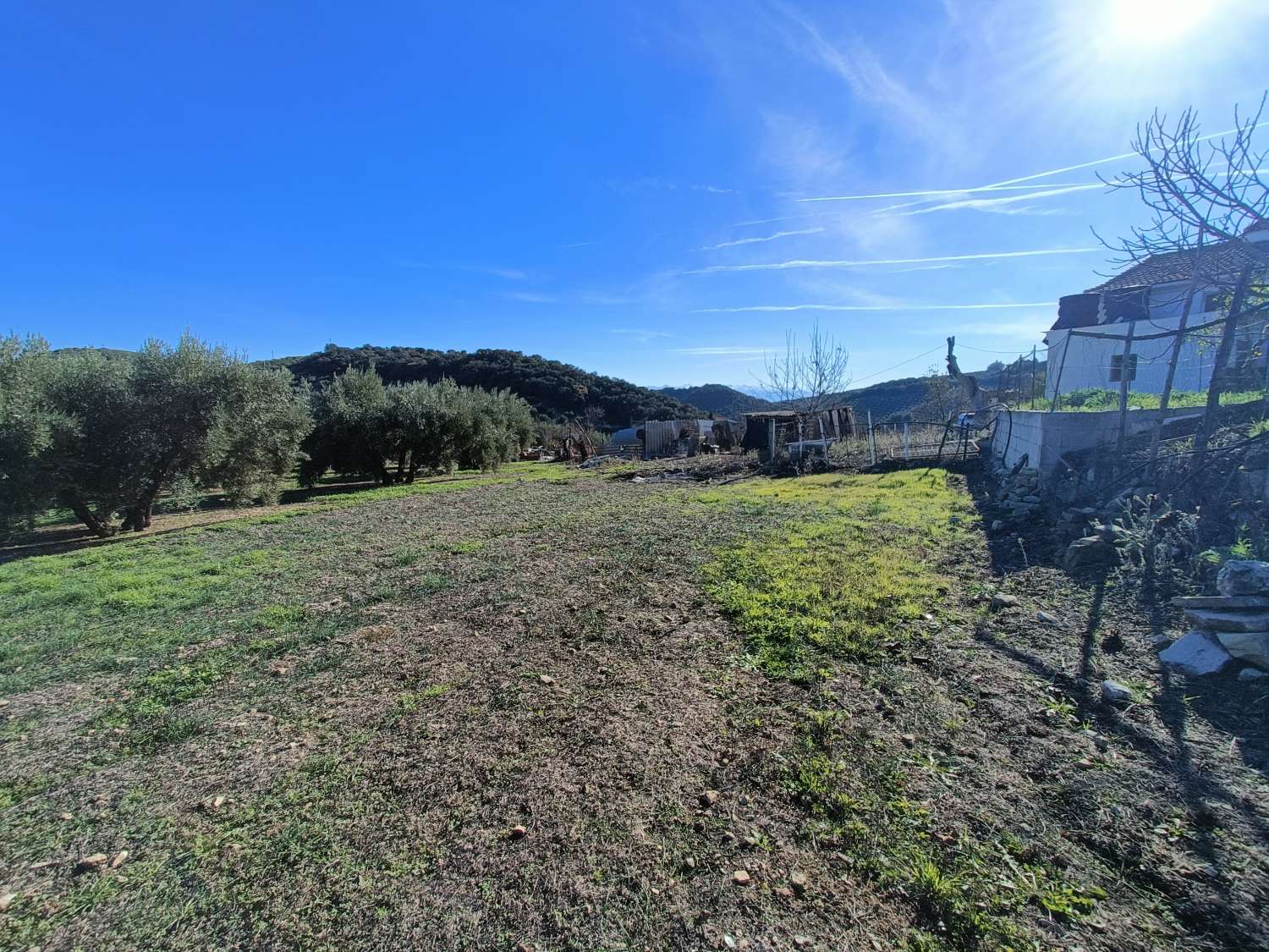 Farmhouse for reform with 4 hectares of mature olive trees