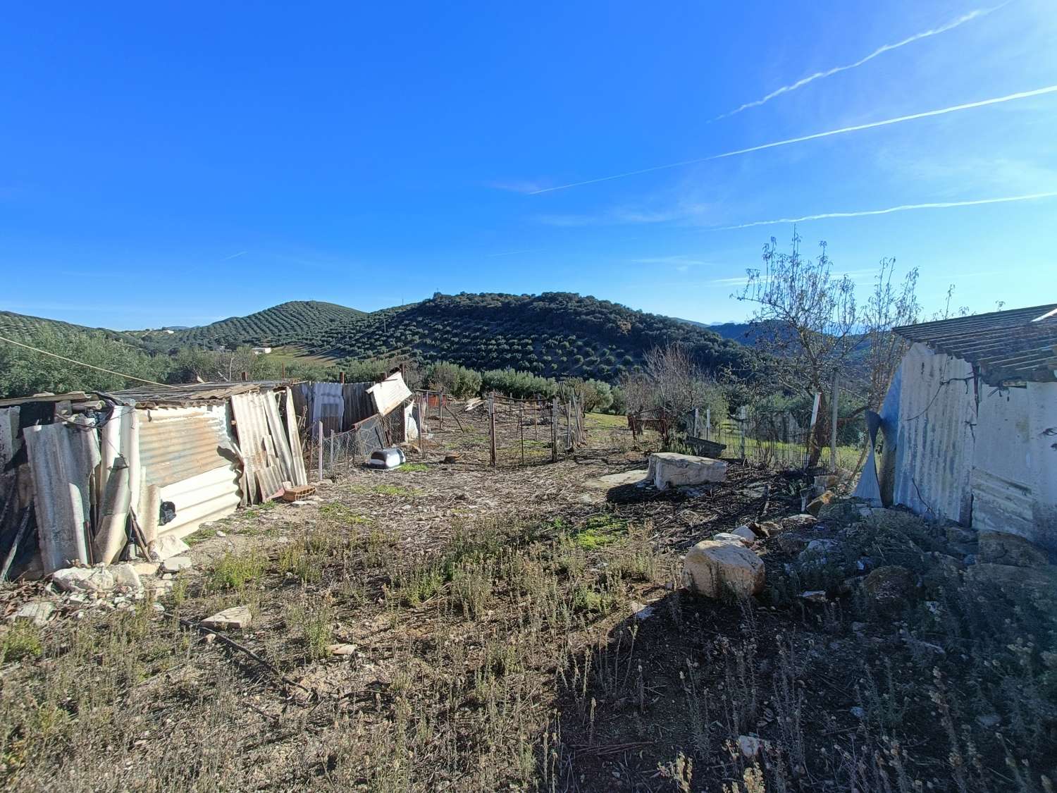 Farmhouse for reform with 4 hectares of mature olive trees