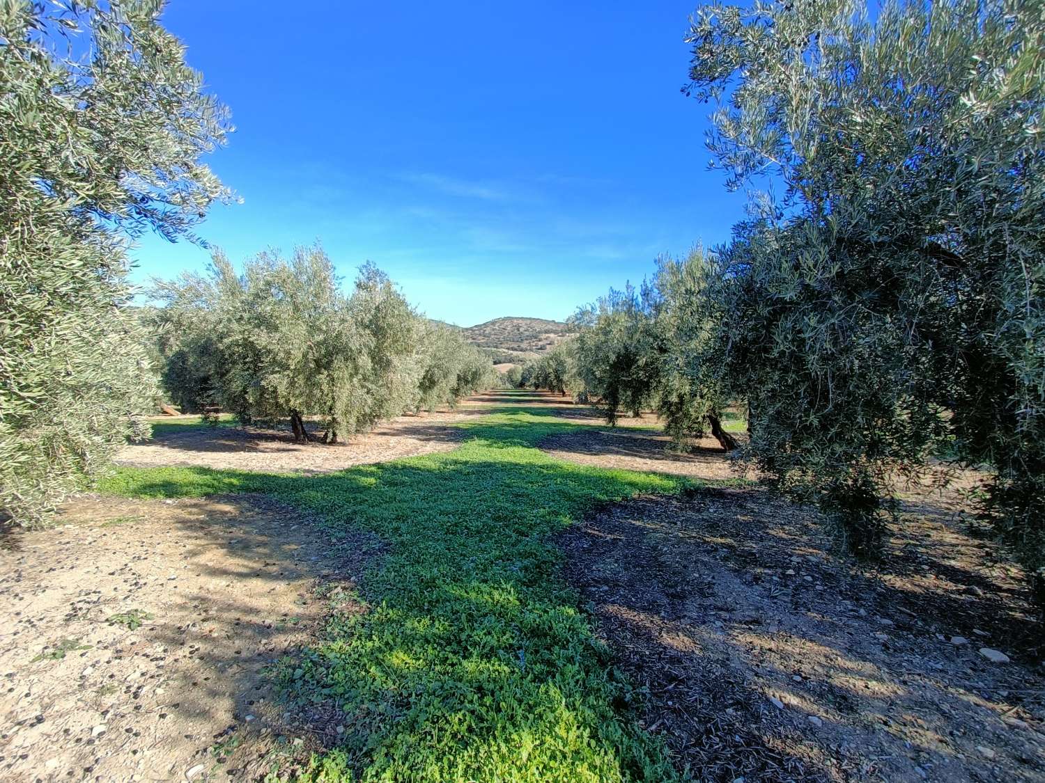 Farmhouse for reform with 4 hectares of mature olive trees