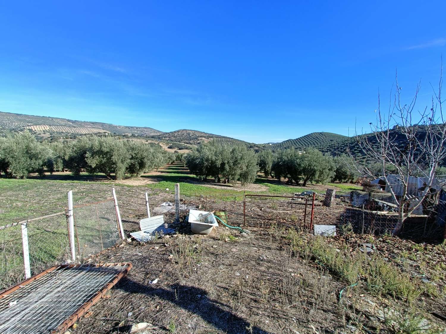 Farmhouse for reform with 4 hectares of mature olive trees