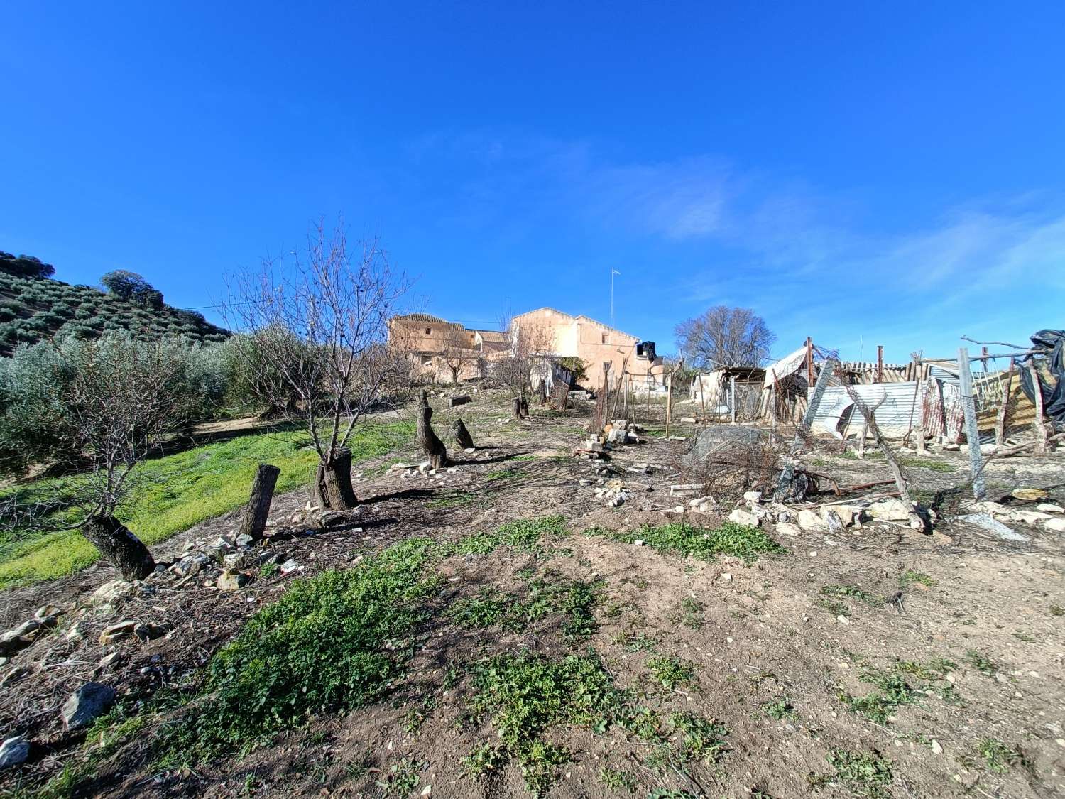 Farmhouse for reform with 4 hectares of mature olive trees