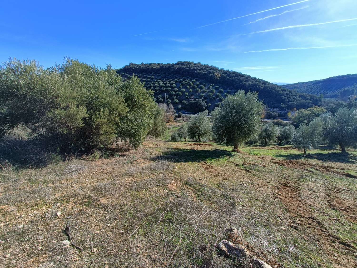 Farmhouse for reform with 4 hectares of mature olive trees