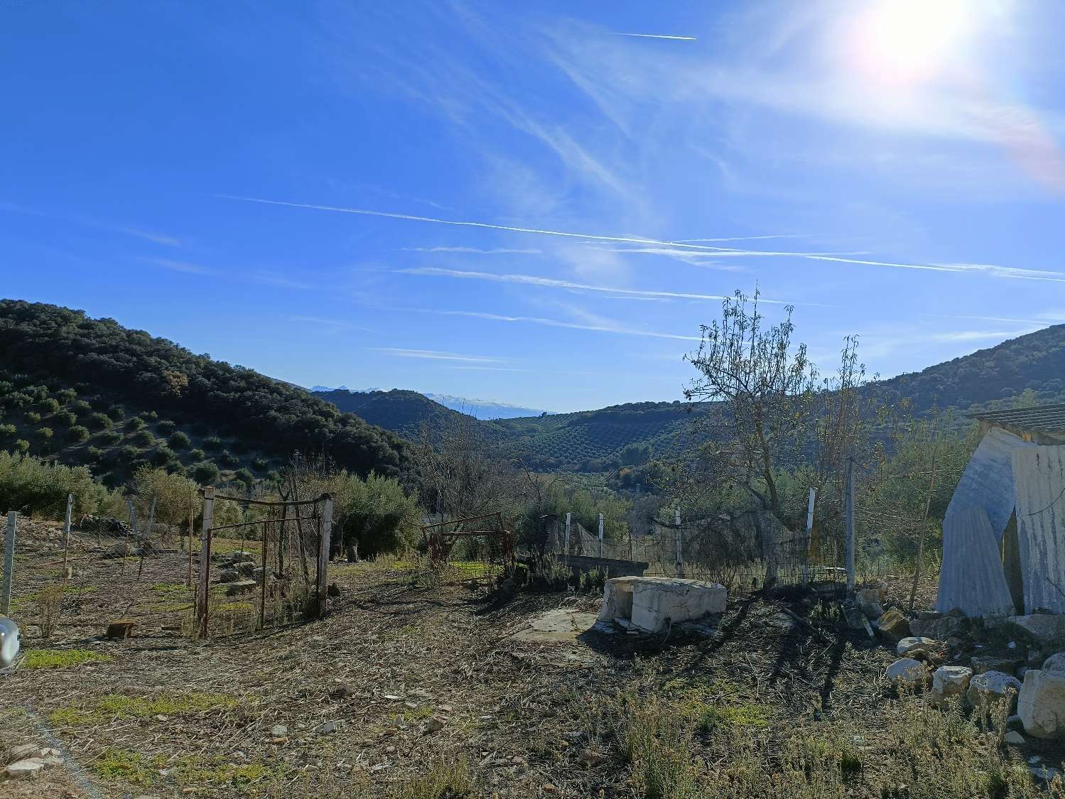 Farmhouse for reform with 4 hectares of mature olive trees