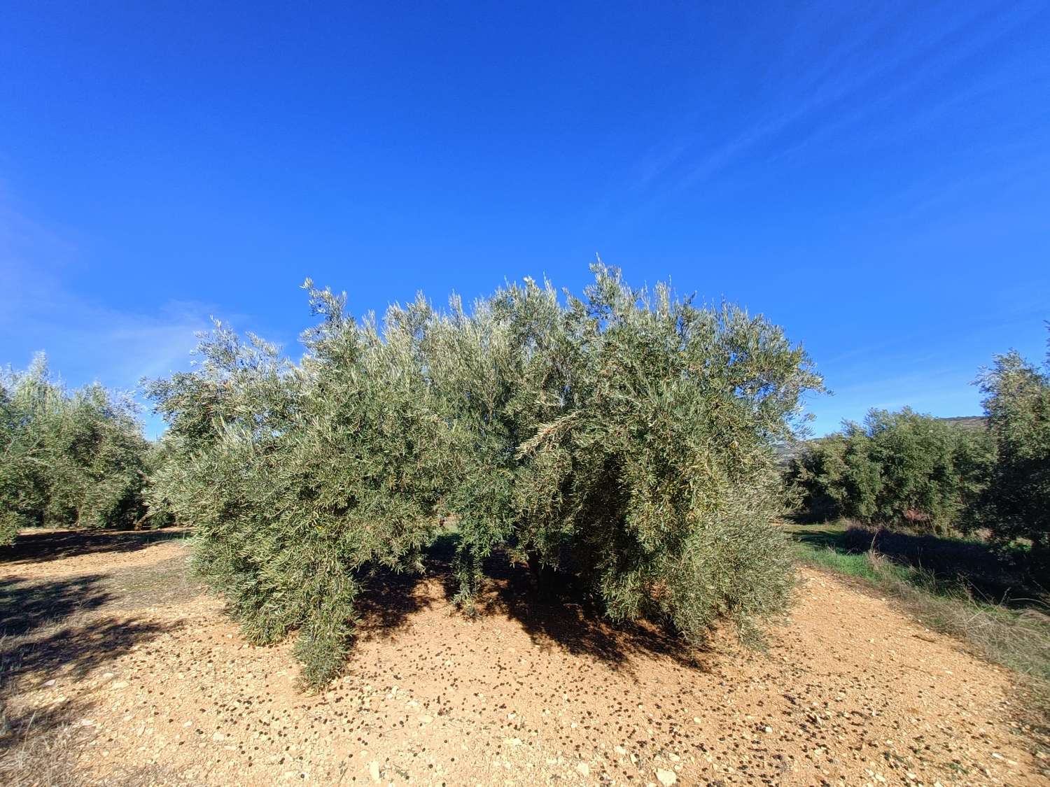 Farmhouse for reform with 4 hectares of mature olive trees