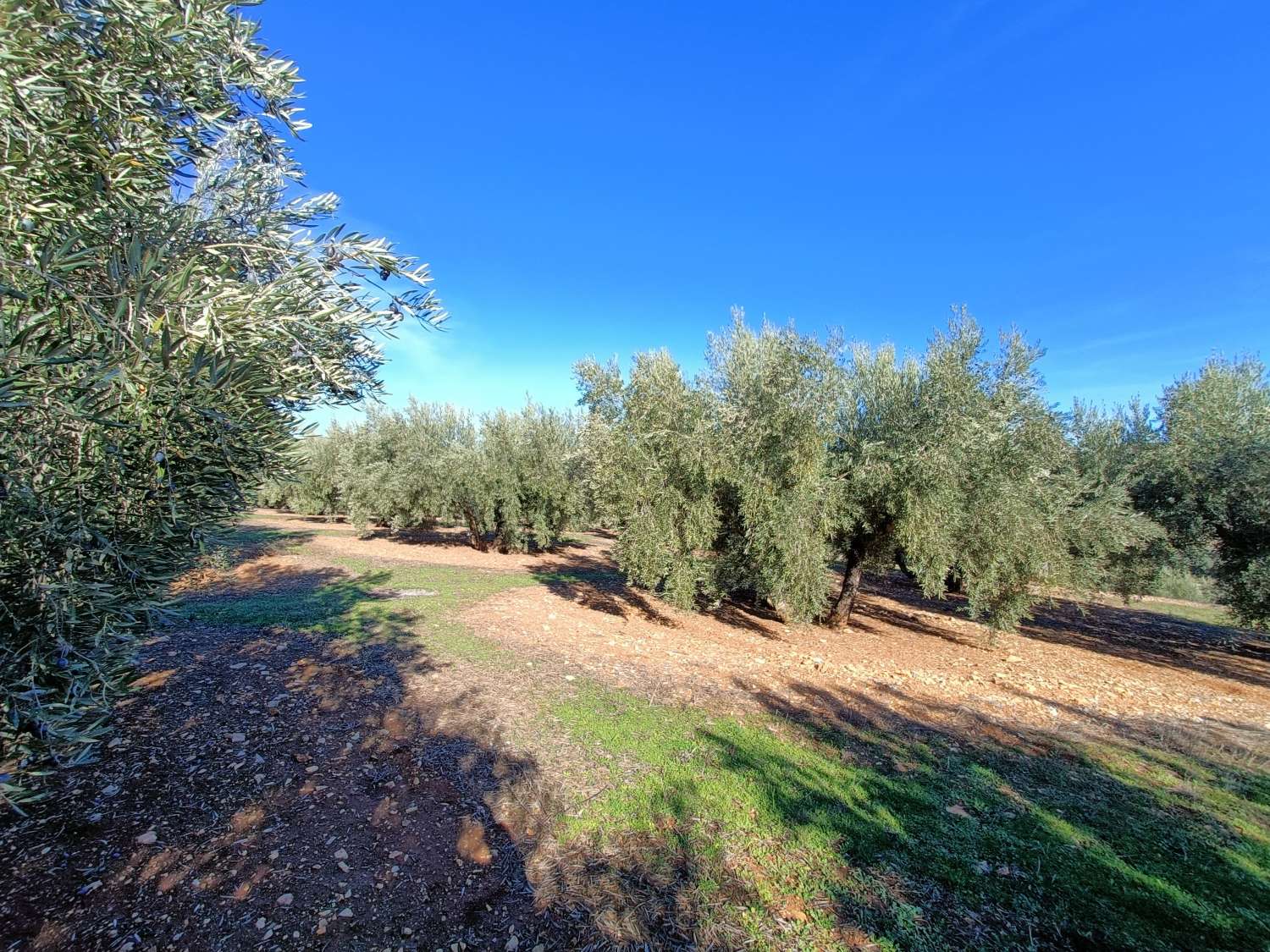 Farmhouse for reform with 4 hectares of mature olive trees