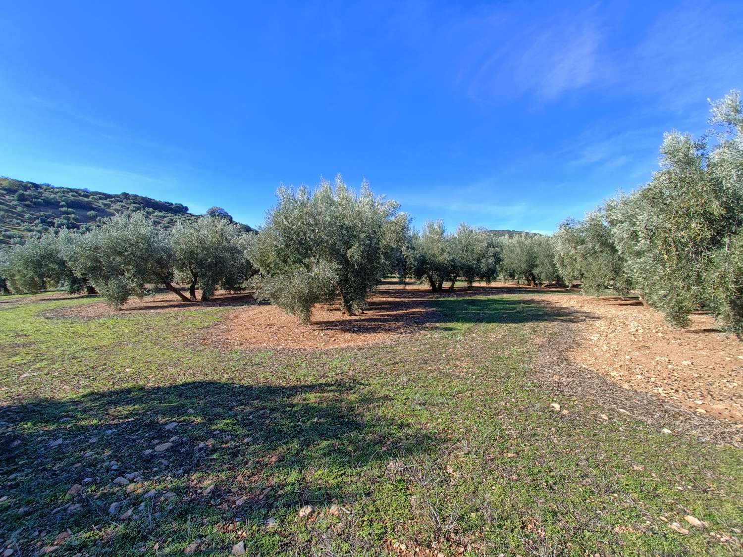 Farmhouse for reform with 4 hectares of mature olive trees