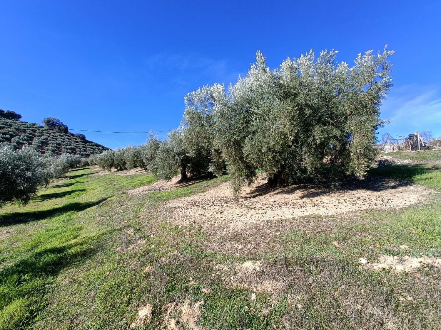 Farmhouse for reform with 4 hectares of mature olive trees